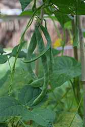 Jumbo Bush Bean (Phaseolus vulgaris 'Jumbo') at A Very Successful Garden Center