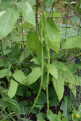 Yu Long Yard Long Bean (Vigna unguiculata ssp. sesquipedalis 'Yu Long') at A Very Successful Garden Center