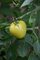 Old German Tomato (Solanum lycopersicum 'Old German') at A Very Successful Garden Center