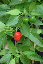 Cherry Bomb Hot Pepper (Capsicum annuum 'Cherry Bomb') at A Very Successful Garden Center
