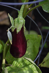 Florida Market Eggplant (Solanum melongena 'Florida Market') at A Very Successful Garden Center