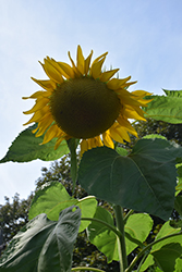 Giganteus Sunflower (Helianthus annuus 'Giganteus') at A Very Successful Garden Center