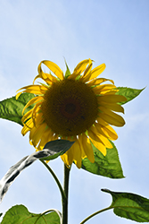 Titan Sunflower (Helianthus annuus 'Titan') at Lakeshore Garden Centres