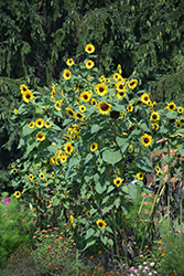 Kong Sunflower (Helianthus annuus 'Kong') at A Very Successful Garden Center