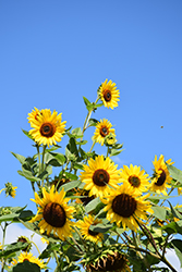 Hopi Black Dye Sunflower (Helianthus annuus 'Hopi Black Dye') at Lakeshore Garden Centres