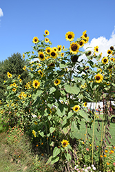 Hopi Black Dye Sunflower (Helianthus annuus 'Hopi Black Dye') at Lakeshore Garden Centres