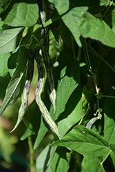 Dragon Tongue Bush Bean (Phaseolus vulgaris 'Dragon Tongue') at A Very Successful Garden Center
