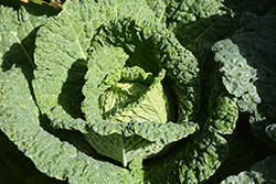 Savoy Perfection Cabbage (Brassica oleracea var. sabauda 'Savoy Perfection') at A Very Successful Garden Center