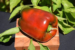 Aristotle Pepper (Capsicum annuum 'Aristotle') at A Very Successful Garden Center