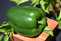 Emerald Giant Sweet Pepper (Capsicum annuum 'Emerald Giant') at A Very Successful Garden Center