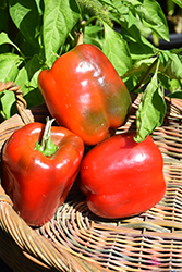 Chinese Giant Pepper (Capsicum annuum 'Chinese Giant') at A Very Successful Garden Center
