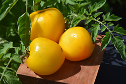 Orange Wellington Tomato (Solanum lycopersicum 'Orange Wellington') at A Very Successful Garden Center