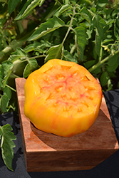 Pineapple Tomato (Solanum lycopersicum 'Pineapple') at A Very Successful Garden Center