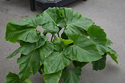 Giant Philodendron (Philodendron giganteum) at A Very Successful Garden Center