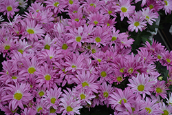 Pemba Pink Chrysanthemum (Chrysanthemum 'Pemba Pink') at A Very Successful Garden Center