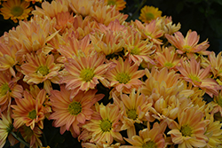 Auburn Orange Chrysanthemum (Chrysanthemum 'Auburn Orange') at A Very Successful Garden Center