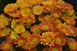 Pueblo Cinnamon Chrysanthemum (Chrysanthemum 'Pueblo Cinnamon') at Lakeshore Garden Centres