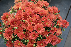 Delano Red Chrysanthemum (Chrysanthemum 'Delano Red') at A Very Successful Garden Center
