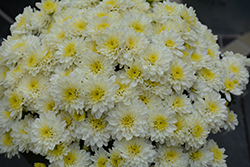 Jacqueline Pearl Chrysanthemum (Chrysanthemum 'Jacqueline Pearl') at A Very Successful Garden Center