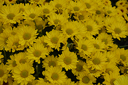 Pueblo Yellow Chrysanthemum (Chrysanthemum 'Pueblo Yellow') at A Very Successful Garden Center
