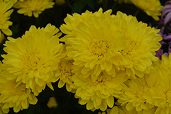 Manhattan Yellow Chrysanthemum (Chrysanthemum 'Manhattan Yellow') at Lakeshore Garden Centres