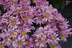 Blush&trade Dark Pink Chrysanthemum (Chrysanthemum 'Blush Dark Pink') at Stonegate Gardens