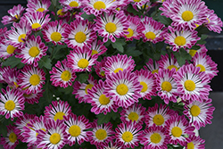 Purple Springs Chrysanthemum (Chrysanthemum 'Purple Springs') at A Very Successful Garden Center
