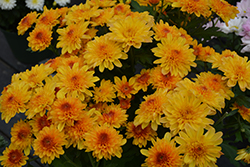 Mount Aubisque Chrysanthemum (Chrysanthemum 'Mount Aubisque Amber') at Lakeshore Garden Centres