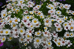 Puff White Aster (Symphyotrichum 'Puff White') at Stonegate Gardens