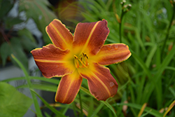 EveryDaylily Red Ribs Daylily (Hemerocallis 'VER00322') at A Very Successful Garden Center