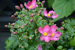 Fantasy Red Riding Hood Anemone (Anemone 'Red Riding Hood') at A Very Successful Garden Center