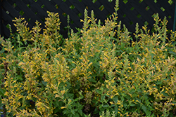 Kudos Yellow Hyssop (Agastache 'Kudos Yellow') at A Very Successful Garden Center
