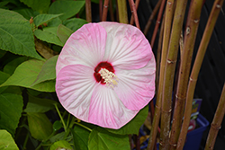 Luna Pink Swirl Hibiscus (Hibiscus moscheutos 'Luna Pink Swirl') at A Very Successful Garden Center