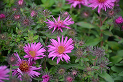 Pink Crush New England Aster (Symphyotrichum novae-angliae 'Pink Crush') at A Very Successful Garden Center
