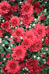 Fiesta Red Chrysanthemum (Chrysanthemum 'Fiesta Red') at Lakeshore Garden Centres