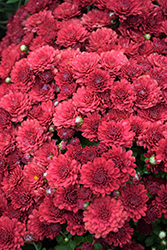 Rhonda Red Chrysanthemum (Chrysanthemum 'Rhonda Red') at Lakeshore Garden Centres