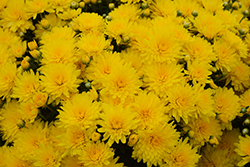Elena Gold Chrysanthemum (Chrysanthemum 'Elena Gold') at A Very Successful Garden Center