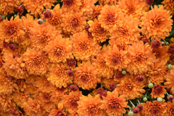 Miranda Orange Chrysanthemum (Chrysanthemum 'Miranda Orange') at Stonegate Gardens