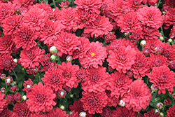 Ashley Red Chrysanthemum (Chrysanthemum 'Ashley Red') at A Very Successful Garden Center
