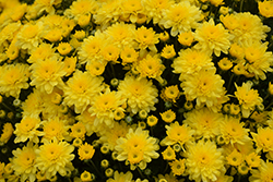 Chelsey Yellow Chrysanthemum (Chrysanthemum 'Chelsey Yellow') at Stonegate Gardens