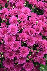Danielle Purple Chrysanthemum (Chrysanthemum 'Danielle Purple') at A Very Successful Garden Center