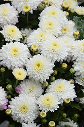 Mildred White Chrysanthemum (Chrysanthemum 'Mildred White') at A Very Successful Garden Center