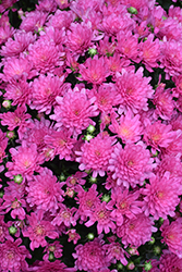 Jacqueline Pink Chrysanthemum (Chrysanthemum 'Jacqueline Pink') at A Very Successful Garden Center