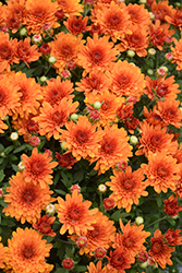 Sunset Orange Chrysanthemum (Chrysanthemum 'Sunset Orange') at Stonegate Gardens