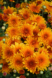 Fireglow Bonze Chrysanthemum (Chrysanthemum 'Fireglow Bronze') at A Very Successful Garden Center