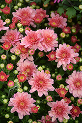 Chelsey Coral Chrysanthemum (Chrysanthemum 'Chelsey Coral') at A Very Successful Garden Center