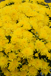 Dawn Yellow Chrysanthemum (Chrysanthemum 'Dawn Yellow') at Stonegate Gardens