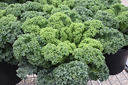 Yokohama White Ornamental Kale (Brassica oleracea 'Yokohama White') at A Very Successful Garden Center