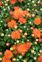 Autumn Envy Chrysanthemum (Chrysanthemum 'Autumn Envy Orange') at A Very Successful Garden Center