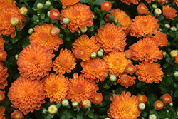 Toast Orange Chrysanthemum (Chrysanthemum 'Toast Orange') at A Very Successful Garden Center